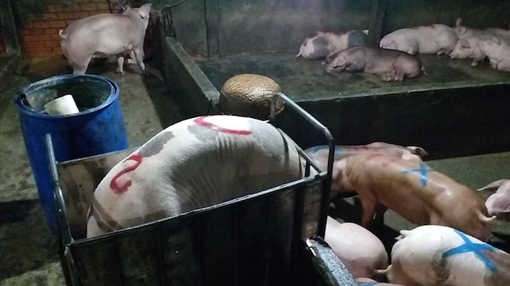 Bắt quả tang vụ bơm thức ăn tăng trọng cho heo