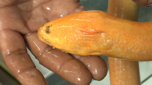 “Lươn vàng” nặng 800gr được trả giá giá "khủng"