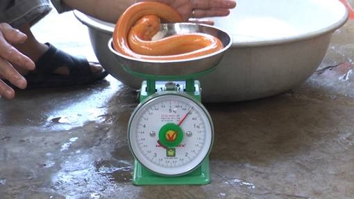 Nông dân miền Tây lại bắt được lươn vàng óng ánh