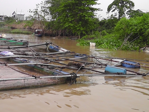 Sà lan 450 tấn tông chìm bé cá, thiệt hại 300 triệu đồng