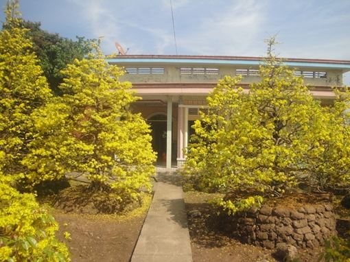 Vàng rực vườn mai bạc tỷ đón Tết