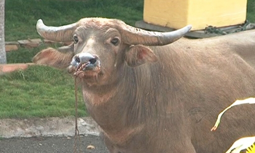 Trâu xổng chuồng húc trọng thương nhiều người