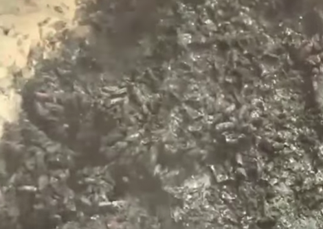 Đồng Tháp bác thông tin gạo giả, chảy nhũn vón cục