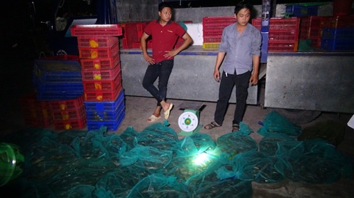 Chết khiếp với hơn 2 tạ rắn bò lổm ngổm trên xe tải