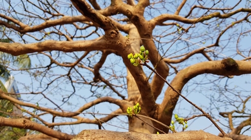 Chiêm ngưỡng cây mai "khủng" tiền tỷ