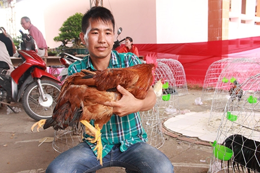 Kỳ lạ gà trống 4 chân, 2 hậu môn