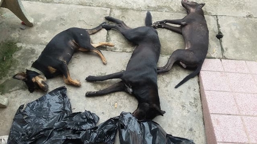 Mang súng tự chế cùng ớt bột đi bắn trộm 3 con chó