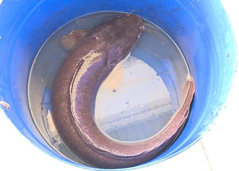 Người dân bắt được cá trê dài 1,2 m và nặng 12kg