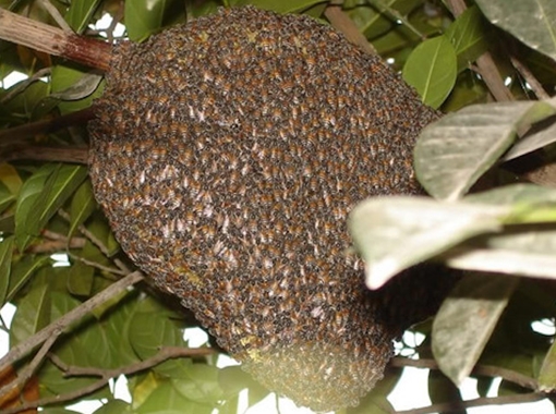 Hai người chết, hai người nguy kịch do bị ong vò vẽ đốt