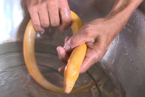 Nông dân miền Tây bắt được lươn vàng mùa nước dâng