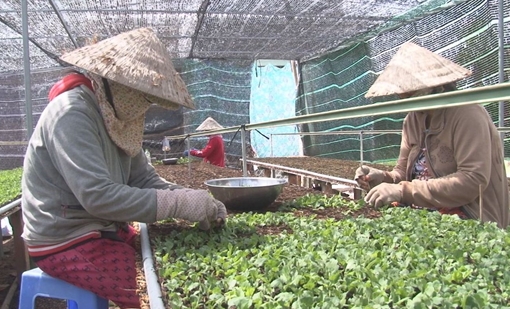 Nhà vườn Sa Đéc bỏ túi trăm triệu từ việc cung ứng hoa giống