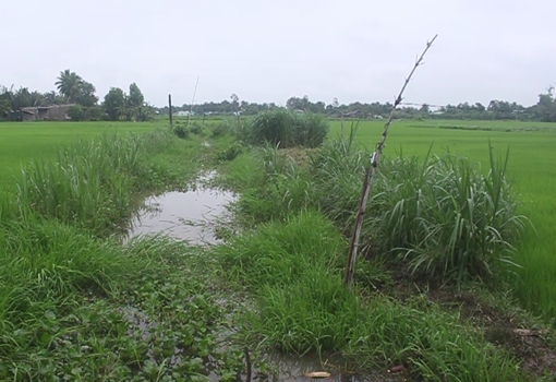 Người phụ nữ bị điện giật chết khi cắt cỏ cho bò ăn