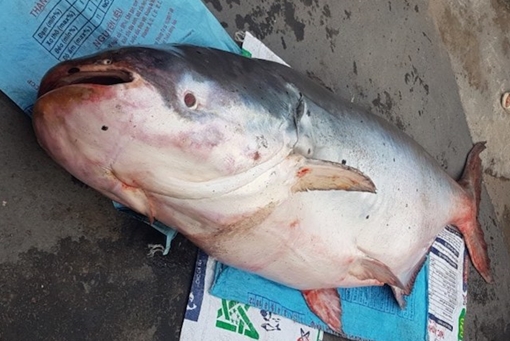 Người dân bắt được cá tra dầu nặng hơn 200 kg