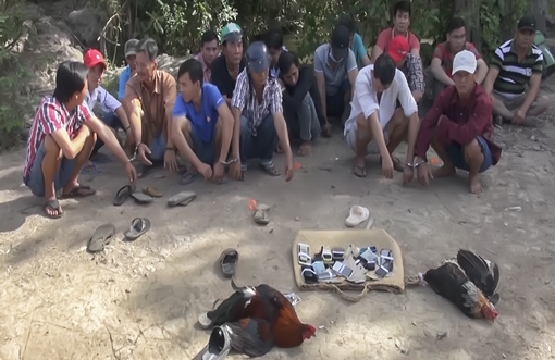 Tổ chức đá gà ăn tiền tại nhà