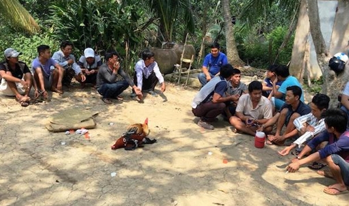 Triệt phá 2 tụ điểm đá gà ở vùng quê Vĩnh Long và Trà Vinh 