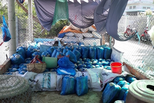 Tiêu hủy hơn 2 tấn dưa cải chứa chất vàng ô