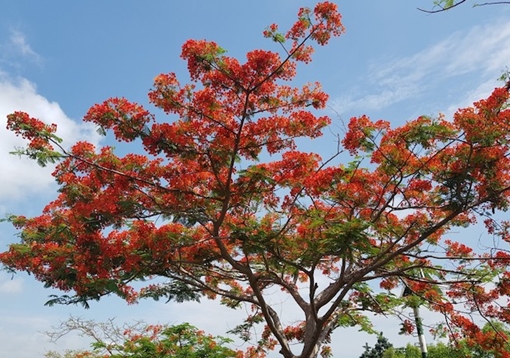 Hàng phượng vĩ rực rỡ bên dòng kênh Lấp Vò, qua quốc lộ 80