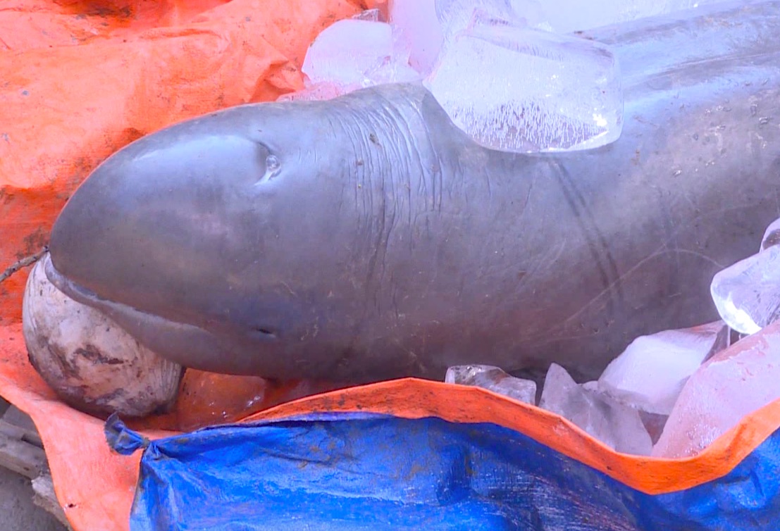 Ngư dân bắt được cá lạ nặng 1,5 tạ trên sông Cổ Chiên