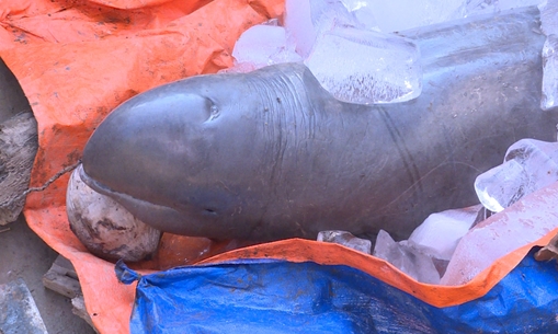 Ngư dân bắt được cá heo nước ngọt nặng 1,5 tạ đòi bán 40 triệu đồng