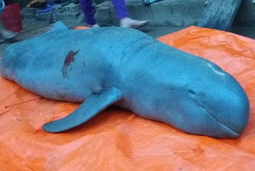 Ngư dân đồng ý giao xác cá nược quý hiếm để nghiên cứu khoa học