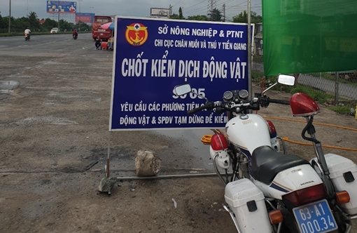 Tiền Giang “siết chặt” tuyến quốc lộ 1, ngăn chặn dịch tả lợn Châu Phi