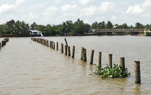 Đóng bãi cọc ngầm trên sông Cổ Chiên không đảm bảo an toàn