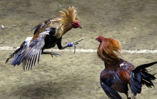 Công an huyện Tân Phước triệt phá 2 tụ điểm đánh bạc trong mùa dịch COVID-19