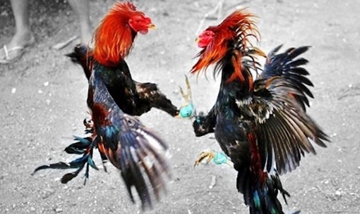 Triệt xóa tụ điểm đá gà trong mùa dịch