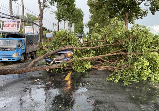 Cây sao gãy nhánh đè nát ôtô đang lưu thông