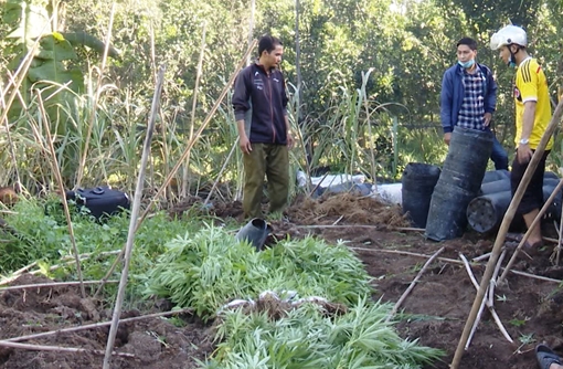 Trồng 304 cây cần sa trong vườn cam để "gà ăn trị bệnh"