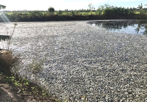 48 tấn cá tra nuôi chết chưa rõ nguyên nhân