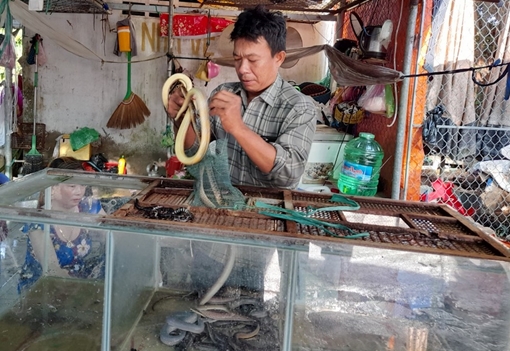 Thả 35kg rắn các loại và vạc về môi trường tự nhiên