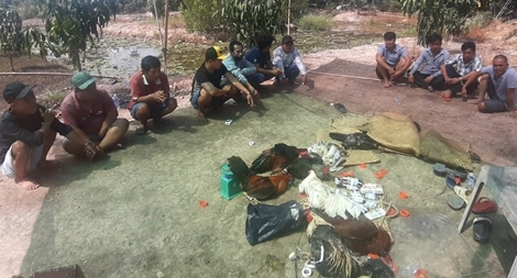 Liên tiếp triệt phá 2 tụ điểm đá gà, bắt 29 người liên quan