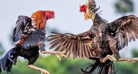 Công an Vĩnh Long bắt 3 sới bạc vào mùng 3 Tết