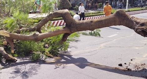 Cây phượng bật gốc đè trúng người phụ nữ