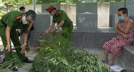 Người phụ nữ trồng 115 cây cần sa tại vườn