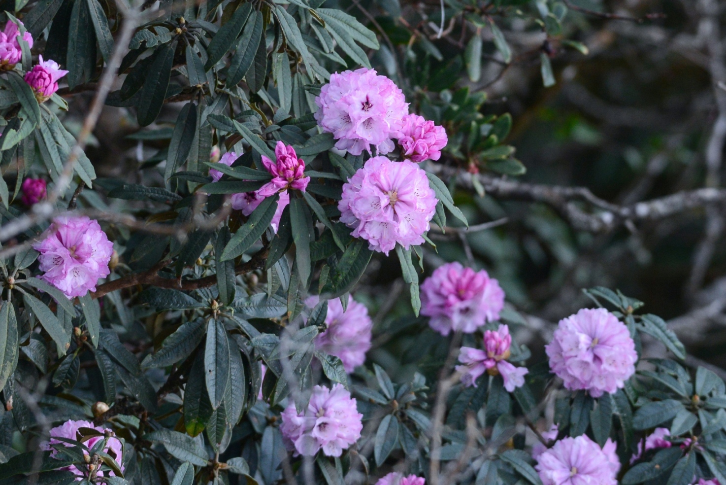 Độc đáo Lễ hội hoa đỗ quyên Fansipan tháng 4