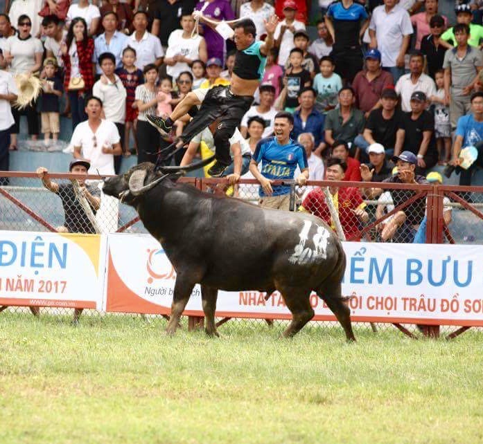 Chủ trâu chọi Đồ Sơn đã tử vong 