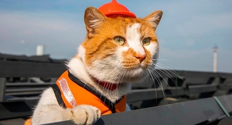 "Giám sát viên" siêu dễ thương của cây cầu nối liền Nga - Crimea