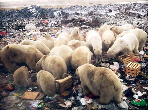 Đảo Nga báo động khẩn cấp vì bị gấu Bắc cực "xâm lược"