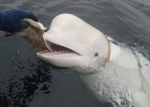 Cá voi nghi là “gián điệp Nga” gây bão mạng xã hội khi nhặt điện thoại từ đáy biển