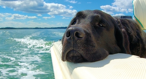 Ngư dân Philippines tặng chó cưng cho tàu cá Việt Nam để cảm ơn cứu mạng