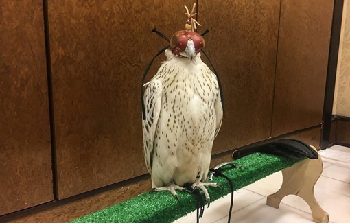 Tổng thống Putin tặng chim quý cho nhà vua Arab Saudi