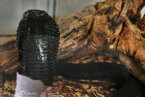 Thả rắn hổ mang vào phòng ngủ để sát hại vợ