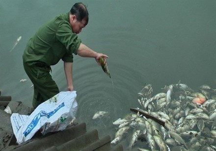 Xác minh cá chết do nhiễm độc nhà máy phân bón
