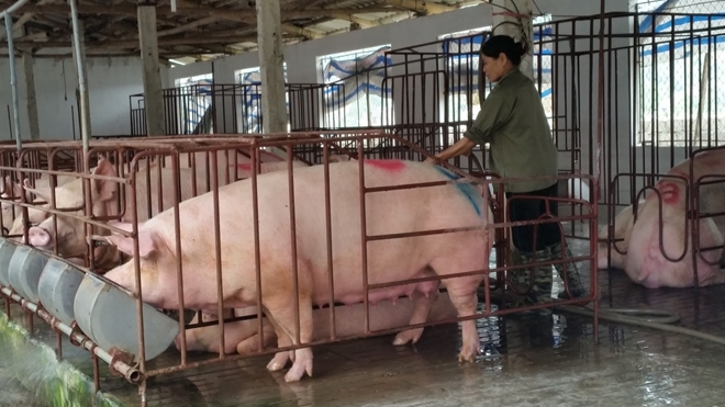 Tính đến cho vay ưu đãi để cấp đông, tích trữ thịt lợn