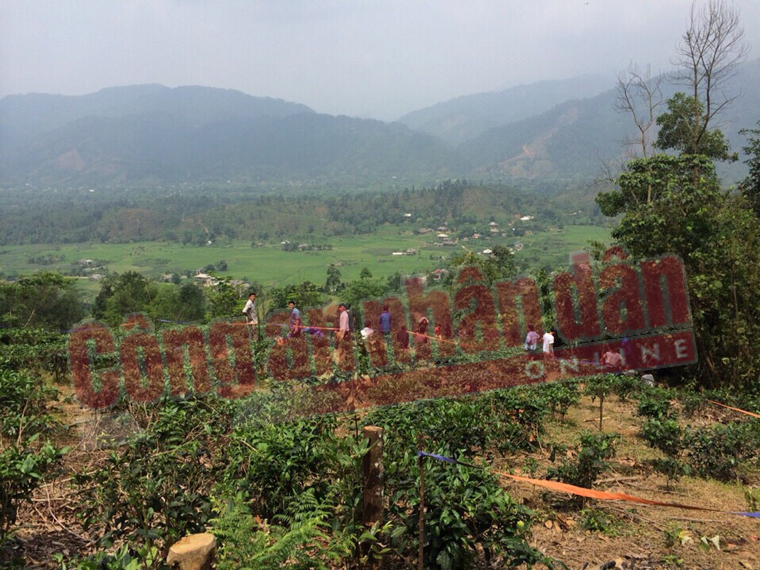 Thi thể người phụ nữ trên đồi chè trong tư thế bị trói vào gốc cây